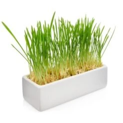 Canadian Cat Company Futterbar Cat Diner Grau/ Weiß -Heimtierbedarf Rabatte 0e525574824550e168be02a6fecb7a609ed284ae 1360972 de DE a02d68c3a8d109b1266e955b4dfb6c9ffc1d2950Klvw73