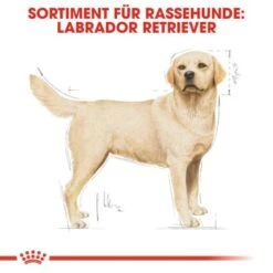 ROYAL CANIN Labrador Retriever Adult 12 Kg 12 ROYAL CANIN Labrador Retriever Adult 12 Kg -Heimtierbedarf Rabatte 0fd6544b3929e2d70d0fdf71aff449666b66b55e c1482dc18e750c386b499feb71ddb619e49b18c5
