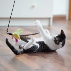 Schlitzohr Katzenangel Federanhänger 5x -Heimtierbedarf Rabatte 11ed2d225658009b8abd2f7334a71527c7d32c64 1484675 de DE 2194cc6dae193c9b0d821763f83834cddf74faa5Q2fI5o