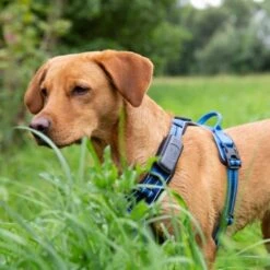 Fressnapf GPS-Tracker Für Hunde -Heimtierbedarf Rabatte 18e4a8581365b5e030e3aa7f88c1cb6599cf6c82 2 Milieux 800x800