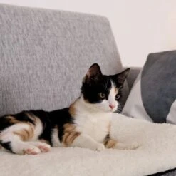 Lionto Selbstheizende Wärmematte Für Haustiere -Heimtierbedarf Rabatte 1c60bea0a221133711e8a66836fd8e8137a10111 1665986 de DE 833312c7d563d266e27440bc2991a9f6c9a1de302jRXXN