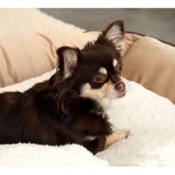 Lionto Selbstheizende Wärmematte Für Haustiere -Heimtierbedarf Rabatte 25b3805c5c92af411e095cde5ee07481f4922ea8 1665986 de DE ecc5c0a091133bd2869f6e7bb4e1947e54345d34TGxGOo