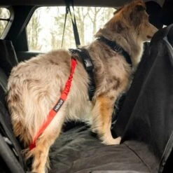 STUCH Universeller Bungee Autogurt Für Hunde & Katzen Schwarz -Heimtierbedarf Rabatte 29f8c58f9a2170443cdbfab80e97859e55a39e9c 1395474 de DE b8d8a9a39168a010e809b0c580f34d4690b1ed7fytnKHn