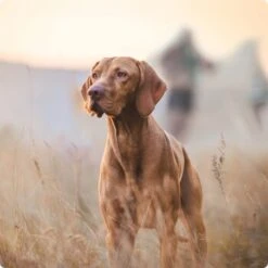 REAL NATURE Junior Pouch 6x300g -Heimtierbedarf Rabatte 2a7e6cb20be89e03efc3fb044f52385d1267f3cd 1314110 de DE Real Nature Original Dog bild 4