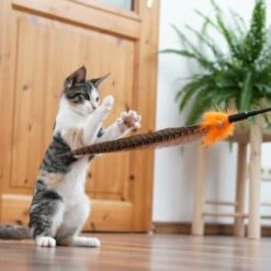 Schlitzohr Federwedel Birdy 3er Pack 18 Schlitzohr Federwedel Birdy 3er Pack -Heimtierbedarf Rabatte 2e08cedc855b4fe4d22372cc22f48cef3188be3c 1659562 de DE 4a8ba2ccf79071630769db1080a8b14fba93fcb3EKX8X8