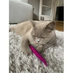 Kater Kasimir 10 Handgerollte Filzwürmer Aus Echtem Wollfilz (Sparpack) -Heimtierbedarf Rabatte 36b8c0126fb3bc60c02d63bbb711b951b55f7847 1408147 de DE c5cba6f234ac281b06ab2bf91b400235064e5461UJscKH