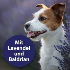 Canosept Home Comfort Beruhigungsspray Für Hunde 100 Ml -Heimtierbedarf Rabatte 3c475ea5815713486de86670d446109d62169f03 1265539 de DE Canosept 1