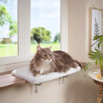 AniOne Fensterliegeplatz 6 AniOne Fensterliegeplatz – Bild 4