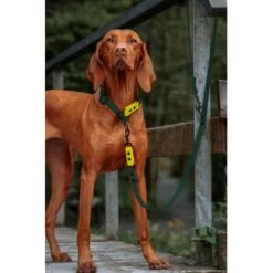 THE DOG IDEA Biothane Hundeleine Dunkelgrün -Heimtierbedarf Rabatte 4d7d0aab3a4394192d2c81585a874f3a04f6052b 1674192 de DE 6da74c743f0493164c1b7605db9a64f97e423f98y9iGh7