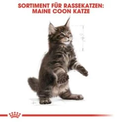 ROYAL CANIN Maine Coon Kitten 4 Kg -Heimtierbedarf Rabatte 5363adbcd5720069c9dee834c28d247ed6c58d7d 78d41fa69f58c3708158103686f8d71d73464eed