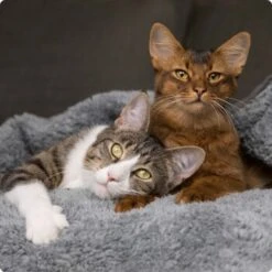 SELECT GOLD Adult Light 12x85 G 8 SELECT GOLD Adult Light 12x85 G -Heimtierbedarf Rabatte 536de371626fbac7381fe51ce63607aedfae0cd8 1099803 de DE 4 Select Gold Cat 18