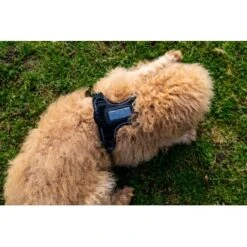 Fressnapf Tracker Pathfinder Geschirr Set S -Heimtierbedarf Rabatte 575cfeb7270f47cb1f5bacf120b75717476048ba 1409260 4