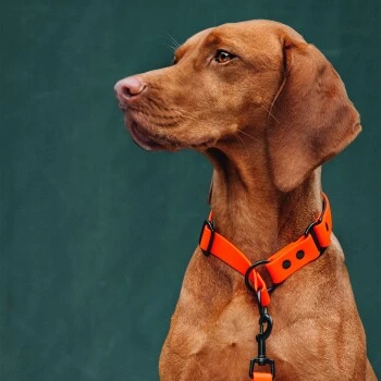 THE DOG IDEA Zugstopp Halsband Orange XS 7 THE DOG IDEA Zugstopp Halsband Orange XS – Bild 5
