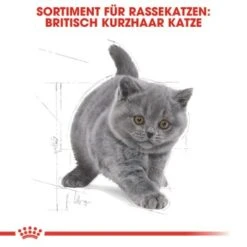 ROYAL CANIN British Shorthair Kitten 2 Kg 15 ROYAL CANIN British Shorthair Kitten 2 Kg -Heimtierbedarf Rabatte 64125f190883e96661f93d5b5db0d481b8b12589 263c8c6b1a98e1881835868f52cc2ea3e9412ec3