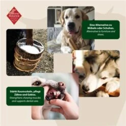 ChronoBalance Kuhmilch Käsestick (S) 2er Paket 10 ChronoBalance Kuhmilch Käsestick (S) 2er Paket -Heimtierbedarf Rabatte 65acdfc4d357cff24f0306159763c350cf3dbe1a 1418705 de DE 6e5d452c715e3c46c21bd7dd434bb74b98e2078f3ElMqg