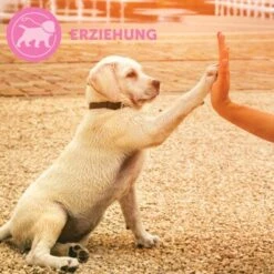 ADAPTIL Junior Halsband Anti Stress Erziehungshalsband 19 ADAPTIL Junior Halsband Anti Stress Erziehungshalsband -Heimtierbedarf Rabatte 67b89bee3850f699c65a5983d0d06574d2ec9208 1287044 7