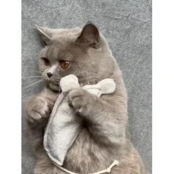 Kater Kasimir Premium Paket Mit 7 Beliebten Katzenspielzeugen Aus Naturmaterial -Heimtierbedarf Rabatte 69d850d83d44dd51ee163b4ce9871d685e5144a3 1408152 de DE 5e0e2fa341f3b7f13618444c260f3bc5df86140eIfTKHQ