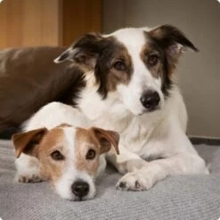 SELECT GOLD Sensitive Junior Huhn & Reis 6x800 G -Heimtierbedarf Rabatte 6abb6915af23c615d0cf74853b0a3bb663e7931c 1096086 de DE 4 Select Gold Dog 13