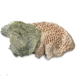 ProCani Buy Nature Pansen Grün 16x500 G -Heimtierbedarf Rabatte 71a8a83dd756fbb16781bf6cc22fc4476cf3d110 1408847 de DE Pansen Napf Aufsicht 2