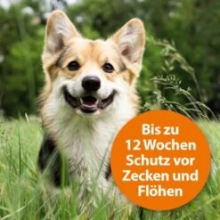 Ardap Spot-On Für Hunde M 11 Ardap Spot-On Für Hunde M -Heimtierbedarf Rabatte 754cb0999b71200c7309e0ceebfa48c781455c5a 1150898 de DE 985bac0b3c4e553309f761cccdf8a28957d958admDXlh4