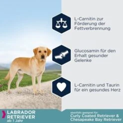 EUKANUBA Breed Specific Labrador Retriever 12 Kg -Heimtierbedarf Rabatte 7759d7148bcca10f74cbba4e63a8bc8e7586a20c 5eddc324ca4cd16b661e8f0f956a0577e0140b3a