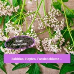 BeG Buddy Beruhigungsmittel Anti Stress -Heimtierbedarf Rabatte 7c3846491df427de932f09e57699b9a6d324d947 1457250 de DE c55bd45ac79813393a79e368d342148cdba9e2f0PJmATI