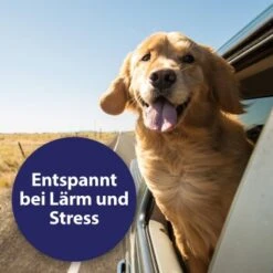 Canosept Home Comfort Beruhigungsspray Für Hunde 100 Ml -Heimtierbedarf Rabatte 83722164e39a9871cce2ee23a4ff550833c770e3 canosept home comfort content 03