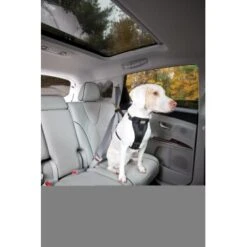 Kurgo Sicherheitsgeschirr XS -Heimtierbedarf Rabatte 87813e7da78344d76194991149b2935972cb3fc9 9b7a4549d6992d8434083c74ff0b43057fd79273