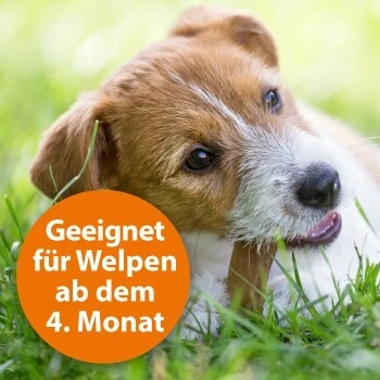 Ardap Zecken- & Floh-Halsband Für Hunde M 6 Ardap Zecken- & Floh-Halsband Für Hunde M – Bild 4