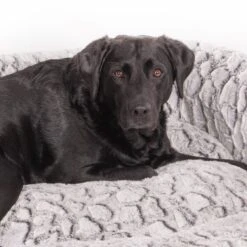 Wallace & Jones Hundebett Cordo-Heaven S -Heimtierbedarf Rabatte 8e084c327395b4ef79d8940f974ebd23a64309b7 1449008 de DE 044a9bd4bcc4f828504886aa452126d570985afe10T69n