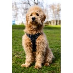 Fressnapf Tracker Pathfinder Geschirr Set S -Heimtierbedarf Rabatte 95fb3d1835f9b47b6bafba0cf238225b5e5c9b2f 1409260 1