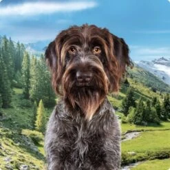 REAL NATURE Country Selection Senior Alpine Truthahn & Alpenrind 12 Kg -Heimtierbedarf Rabatte 994f675da00c981c1590f6030ee7cf430d718038 1237409004 de DE Real Nature Selection Dog Bild