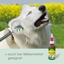 CdVet Ohrenpflege 50ml -Heimtierbedarf Rabatte 996bc55aca7303d71af6872442ff47b85087fa20 1322257 de DE 913b3fb28cb4c7cbb549b216ae11f3b04ff5ee25VNtsyN