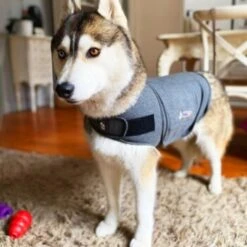 Thundershirt Beruhigungsweste Grau XS 21 Thundershirt Beruhigungsweste Grau XS -Heimtierbedarf Rabatte 9a1e301e33f1361e91f7c9989e135033c3825116 854880001141.PT09