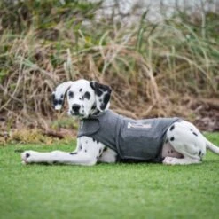 Thundershirt Beruhigungsweste Grau XS 19 Thundershirt Beruhigungsweste Grau XS -Heimtierbedarf Rabatte 9b6b99fb9c0e02a64cc609b7ca852c71d17d0d84 1102942 2