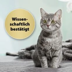 Felisept Home Comfort Set Diffusor + Flakon 45ml 9 Felisept Home Comfort Set Diffusor + Flakon 45ml -Heimtierbedarf Rabatte 9c015fbf97e9da0b9557db7ed4b82ab2943cb9e3 1667495 3