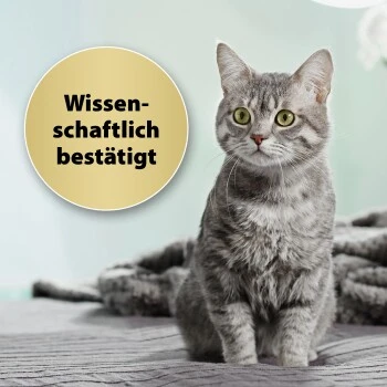 Felisept Home Comfort Set Diffusor + Flakon 45ml 6 Felisept Home Comfort Set Diffusor + Flakon 45ml – Bild 4