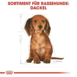 ROYAL CANIN Dachshund Puppy 1,5 Kg -Heimtierbedarf Rabatte 9ef2cd452233701ce9cb5c54b3fa30a00f10bbd2 54bf92544bc0421cc474412f71304ef9aa928d8a