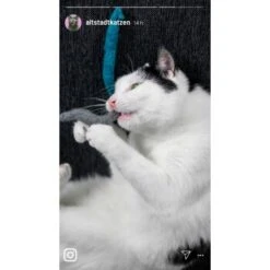 Kater Kasimir Premium Paket Mit 7 Beliebten Katzenspielzeugen Aus Naturmaterial -Heimtierbedarf Rabatte a8d63102b5d85ff6bd190320cd050bd7abfcc3ad 1408152 de DE 1fc0cc3c919dcaaf28a0e442859a52c0a2aaef43aLT5KO