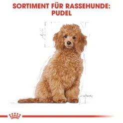 ROYAL CANIN Poodle Puppy 3kg -Heimtierbedarf Rabatte ac7beaf6b1c5c47c9c7e099b992a7cd84099c8bf 01c5ba0266cc652d370d5594f42dbb0eaf31ac7b