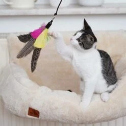 Schlitzohr Katzenangel Federanhänger 5x -Heimtierbedarf Rabatte ac968f3e92fea38def92e5a7524fa7085dc78563 1484675 de DE ddb20d567bfb55f49958028f07ad50186cd87523xUAnfc