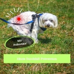 BeG Buddy Magen & Darm Tabletten Hund, Präbiotika Zur Darmsanierung, Verdauung, Durchfall, Blähungen -Heimtierbedarf Rabatte b0d65155feb4f347029c2e627c9f0e9c45789363 1653264 de DE da65fb892d0dc31e170c6ff3f6c017433aa6740bha5fye