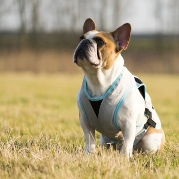 Trovet Suitical Kühlweste Dry Cool M 6 Trovet Suitical Kühlweste Dry Cool M – Bild 4