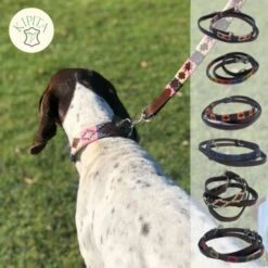 Kipita Polo Hundeleine Rainbow -Heimtierbedarf Rabatte b3f1e5d5edb12499cecef8d448554ac29ebee2a8 1410921 de DE bdee305cb3dca22d05c60bfa89eba9d9a1a952e5I3W93C