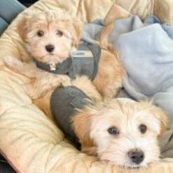 Thundershirt Beruhigungsweste Grau XS 20 Thundershirt Beruhigungsweste Grau XS -Heimtierbedarf Rabatte b73ccfbb685e050e9f2290d960047b91d2dcc354 1102942 3