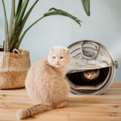 District 70 CAN Cardboard -Heimtierbedarf Rabatte b74e7b3e816e0644dc79f2602e8fd6b2e0c86d73 287b4bbd5048dc2cbb169bff1f18c2c75fd90f94