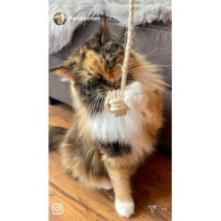 Kater Kasimir Deluxe Set Mit 9 Beliebten Katzenspielzeugen Aus Naturmaterial Und Handgemachtem CATMOM Armband -Heimtierbedarf Rabatte b933584b7dcd56603dddd340f05442bfffc43e18 1408141 de DE 8e1afbeea10c4c53b2e3c89a347993a00031803ayqowzr