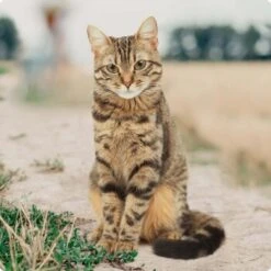 REAL NATURE Kitten Huhn Mit Pute Und Lachsöl 16x100g -Heimtierbedarf Rabatte bc56b458619aa86240780c2f64ff928db9b8da6b 1246887 de DE Real Nature Original Cat Bild 3