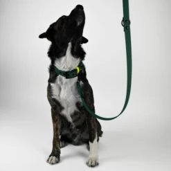 THE DOG IDEA Biothane Hundeleine Dunkelgrün -Heimtierbedarf Rabatte c89b8e7b0970fe23476931915a658b9be6e8b8e8 1674192 de DE 0c1fcbe918e3ae6a5aa177080315be9e4fe07940uQibF1