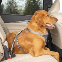 Kurgo Swivel Tether Hunde-Sicherheitsgurt -Heimtierbedarf Rabatte c98a15677fc1e1c0088cc106fa72aafcce31bfb5 1481164 de DE 10f0e4a045b293db8a7afa74d0d304771f3abc73tkmK3m